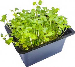 Microgreens - brokolice, vanička